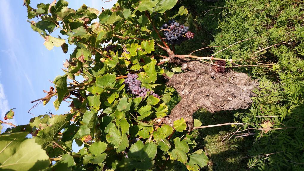 Le Clos Des Aramons Bernis Eksteriør billede
